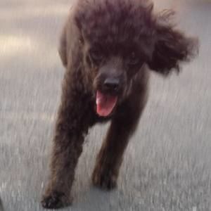 Meet your Posher, Oliver